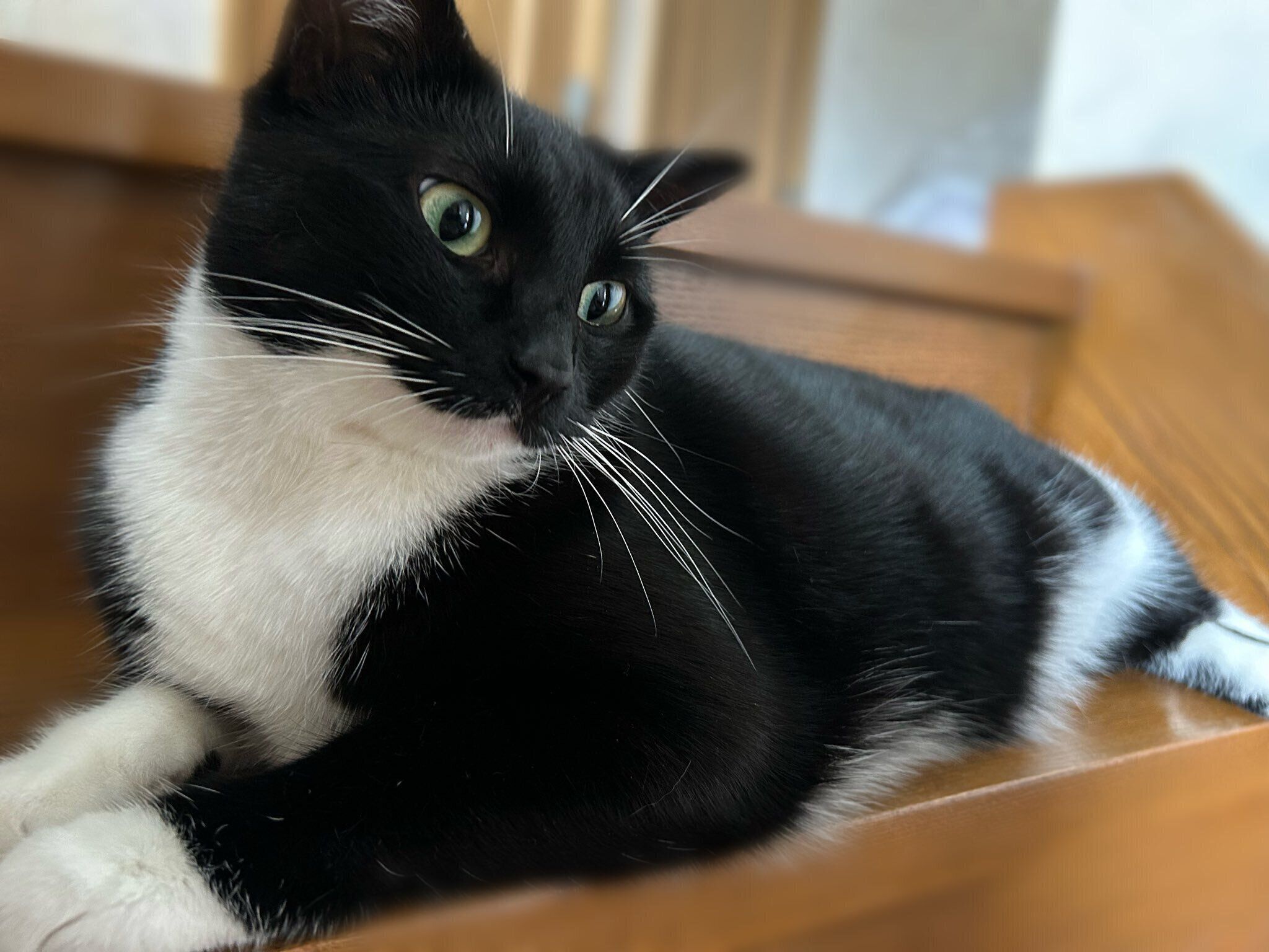 まったりするシャチちゃん