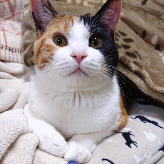 ミケの あやめちゃん