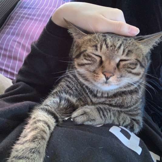 抱っこされるキジトラ