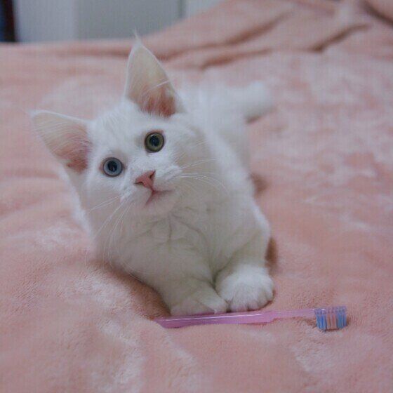 メインクーンのククルくん