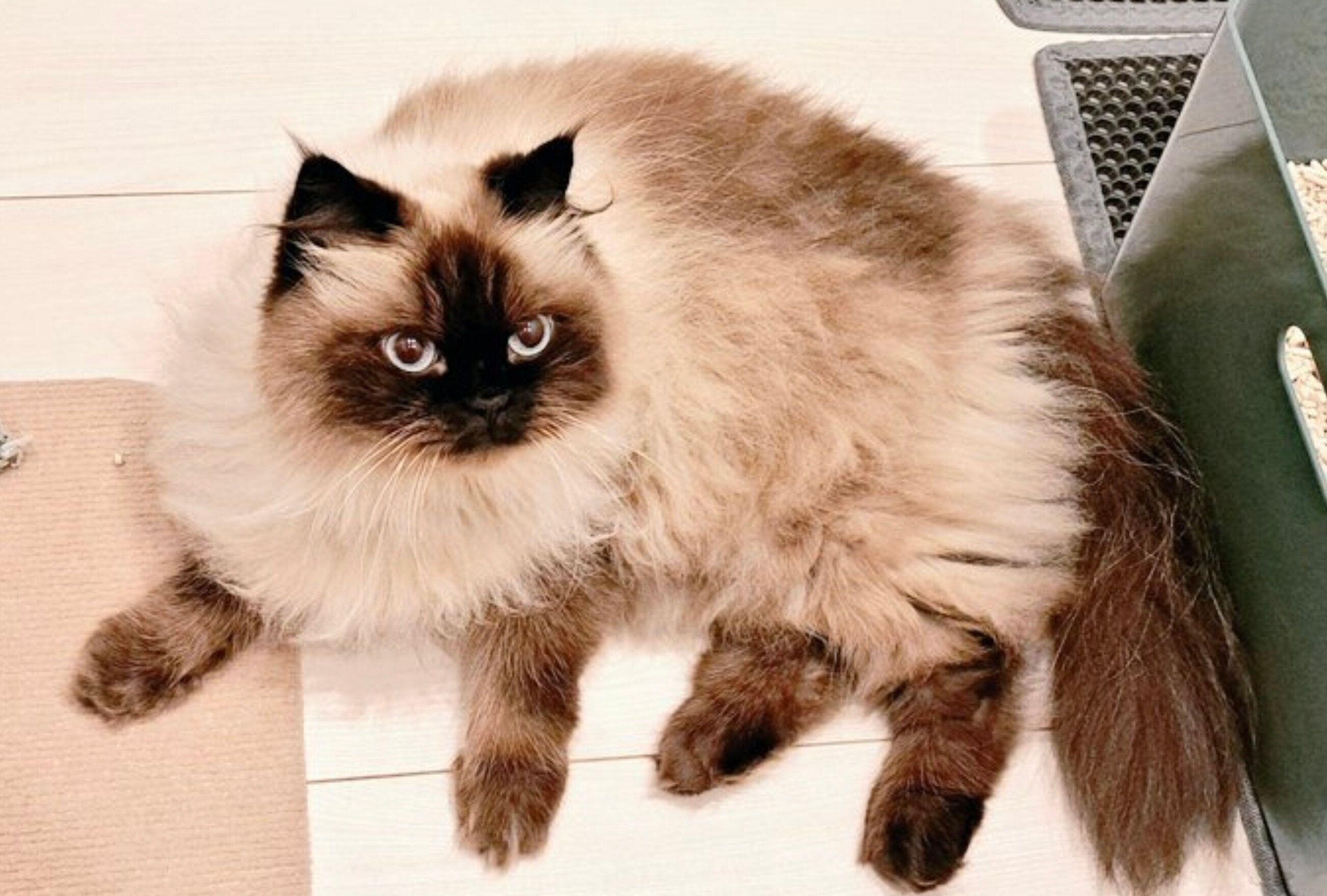 もふもふのハルくん。