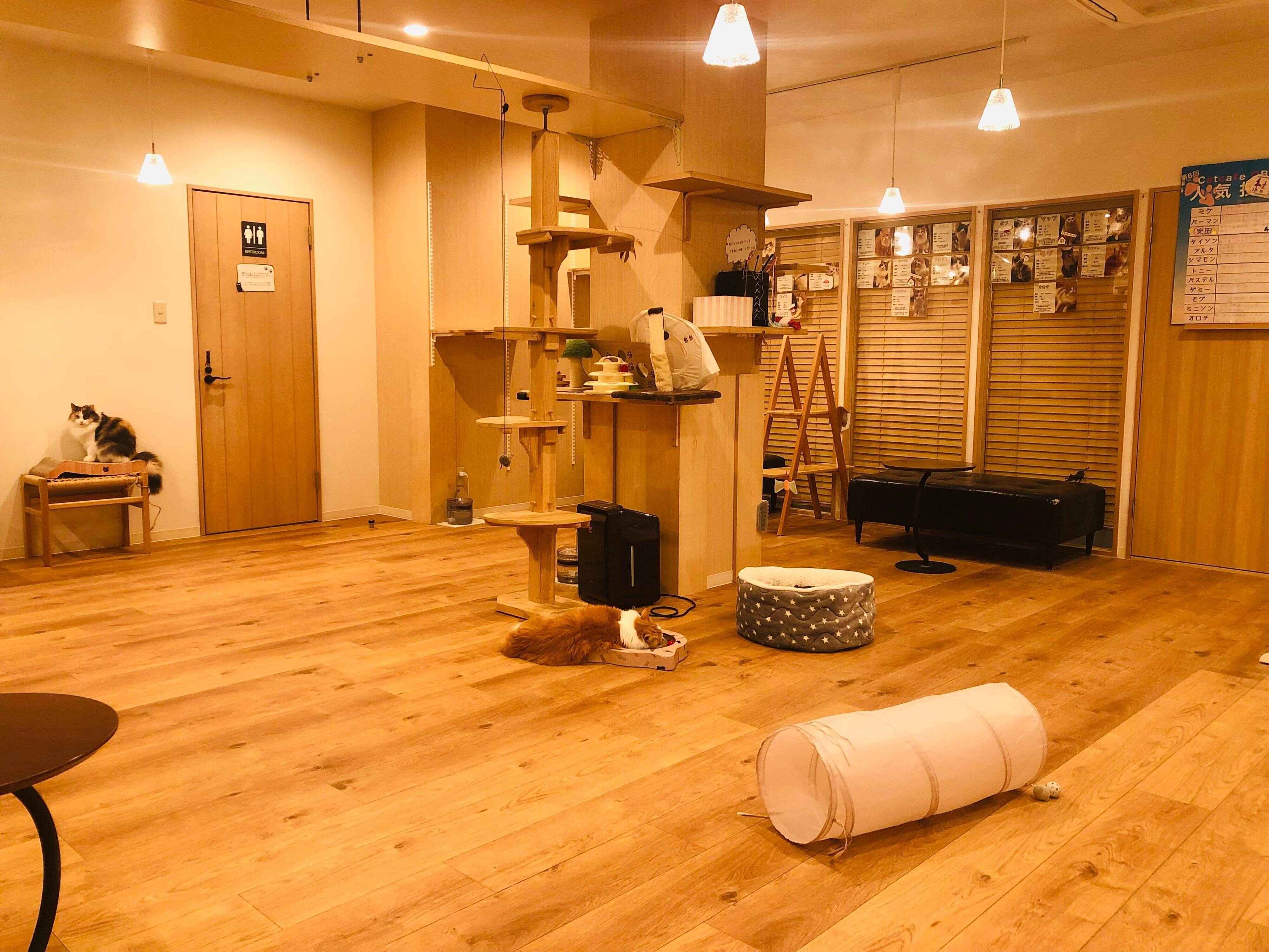 大きな窓から道行く人を眺める猫たち