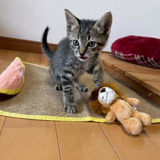 子猫のトムくん（MIX）