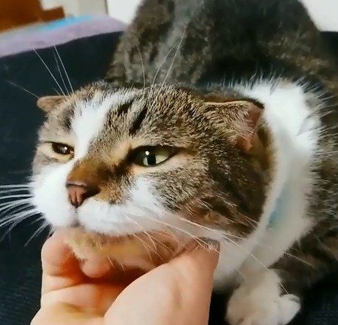 あごの下をかいてもらって気持ちいい猫