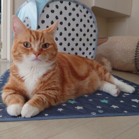 くつろぐマンチカン