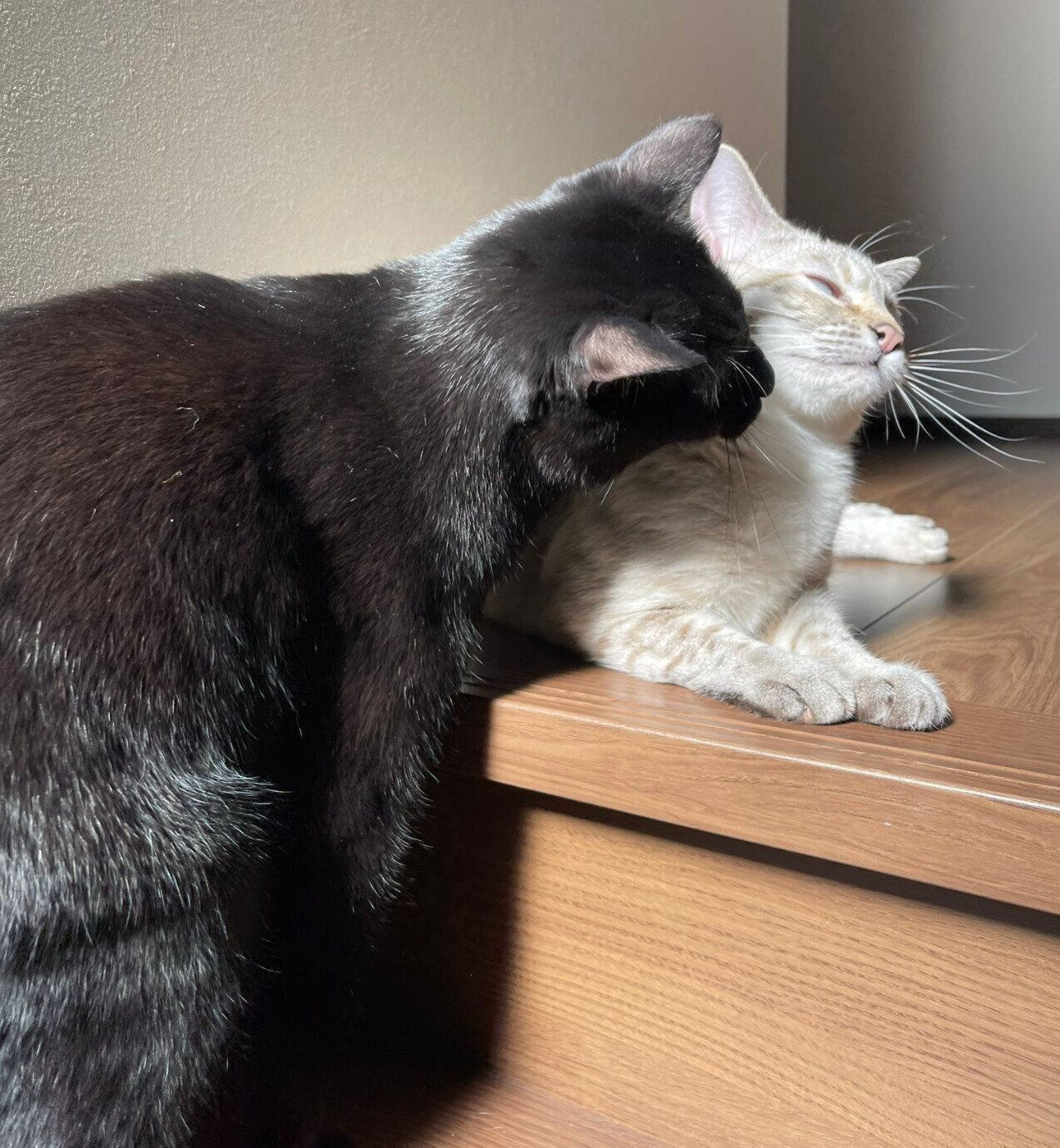 アロハちゃんに近づくマハロくん