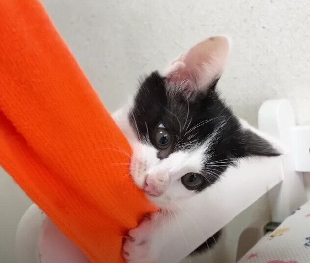 靴下をくわえた子猫