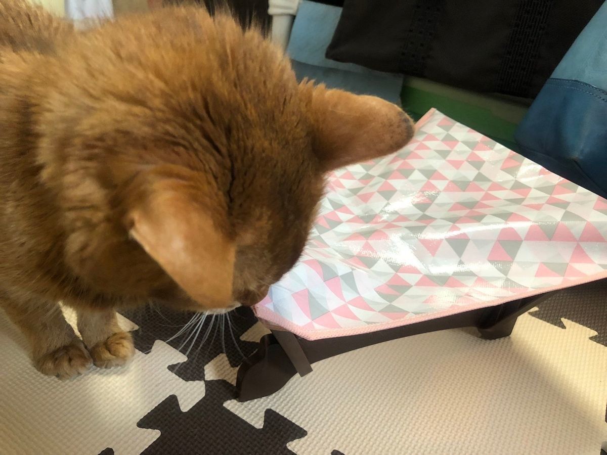 猫さん興味津々