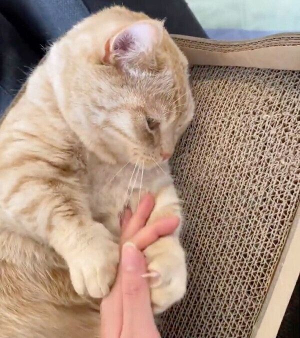 撫でるのをやめようとする飼い主さんを引き止めるむーくん