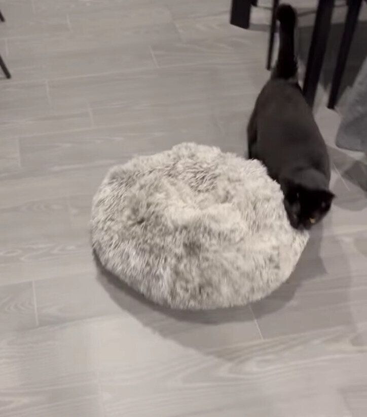 クッションを運ぶルアちゃん