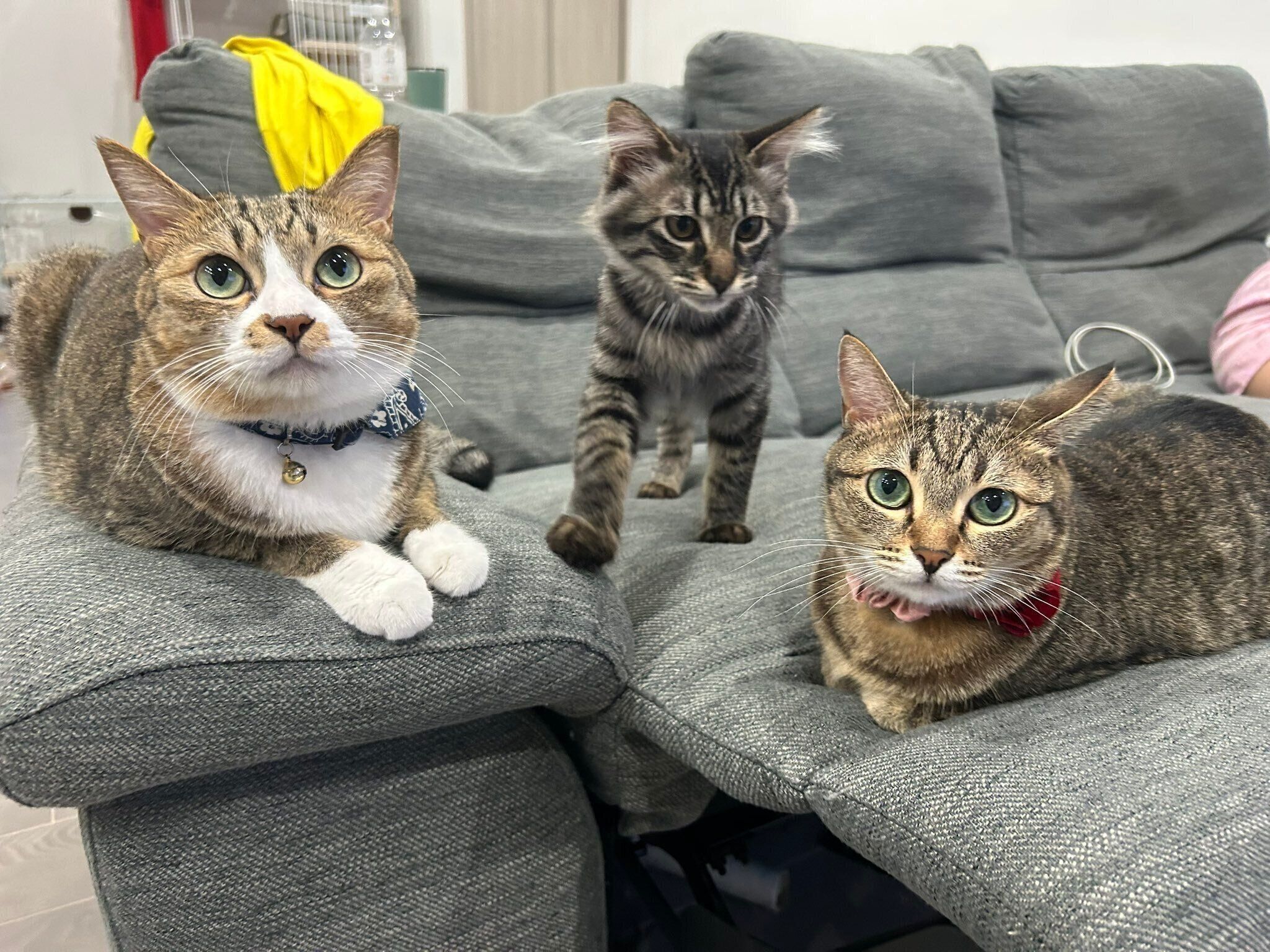 ソファに集まるもずくくん、こんぶちゃん、てんぐさちゃん