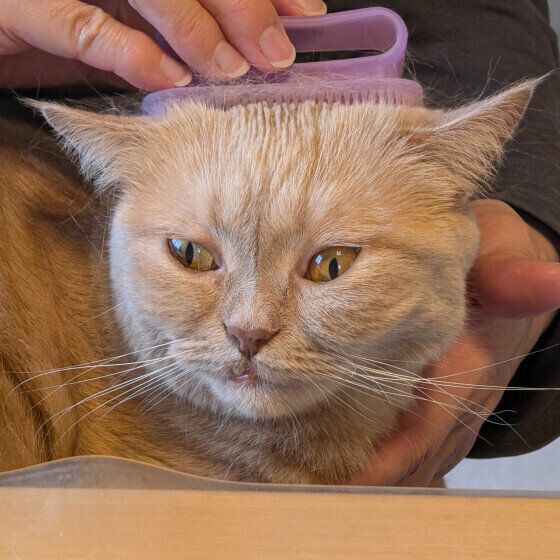 ブラッシング中のエキゾチックショートヘア