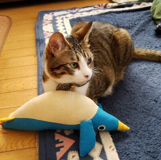 Mix（キジトラ）の諭吉くん♪