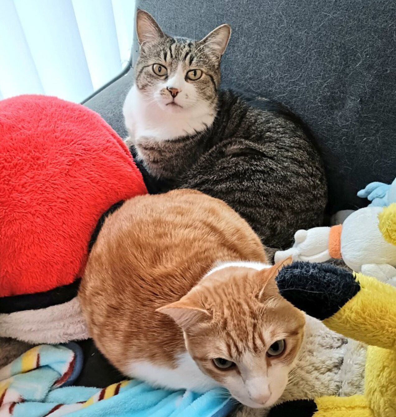 まめたろ 新入り保護子猫のことが気になる先住猫 ドアの陰に隠れながら「不審な