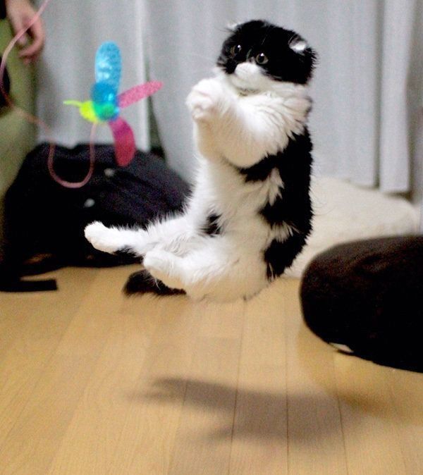 猫のすこんぶちゃん