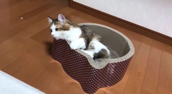 ベッドを奪い合う猫たち