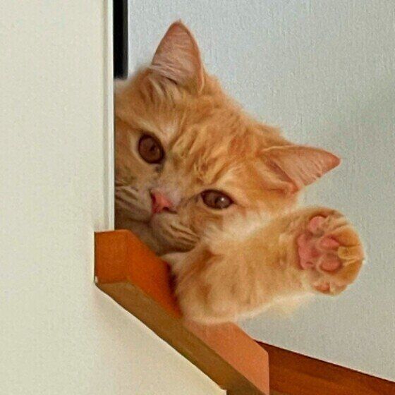 見つめるサイベリアン