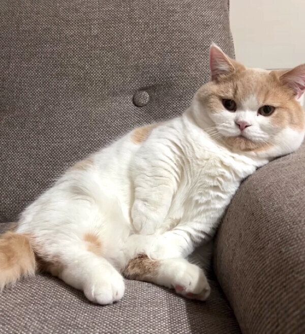 くつろぐこむぎくん