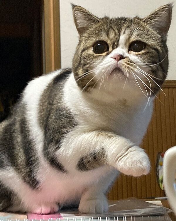 こねまるちゃん