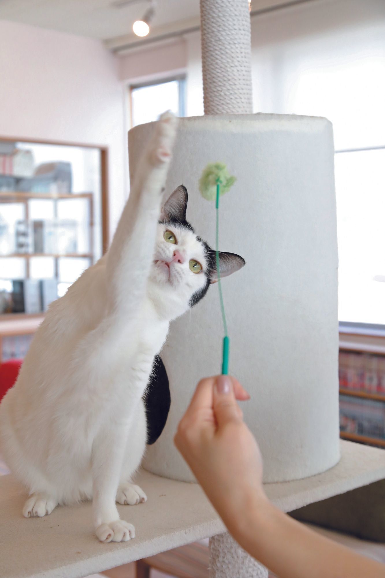 画像／2018年４月号『春は猫もソワソワ、ワクワク猫の恋劇場』