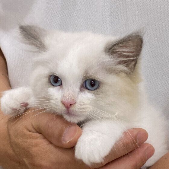 抱っこしてもらっているラグドール