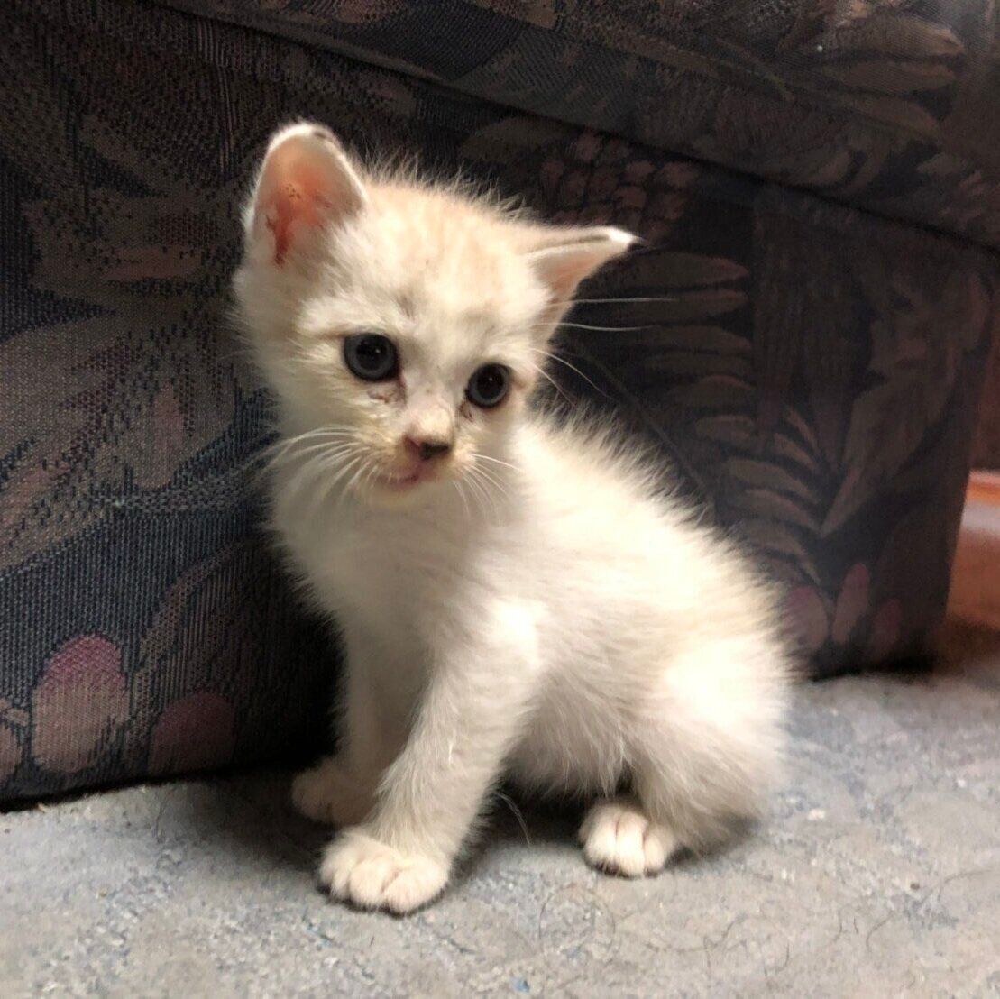 保護から5日目のあたりちゃん