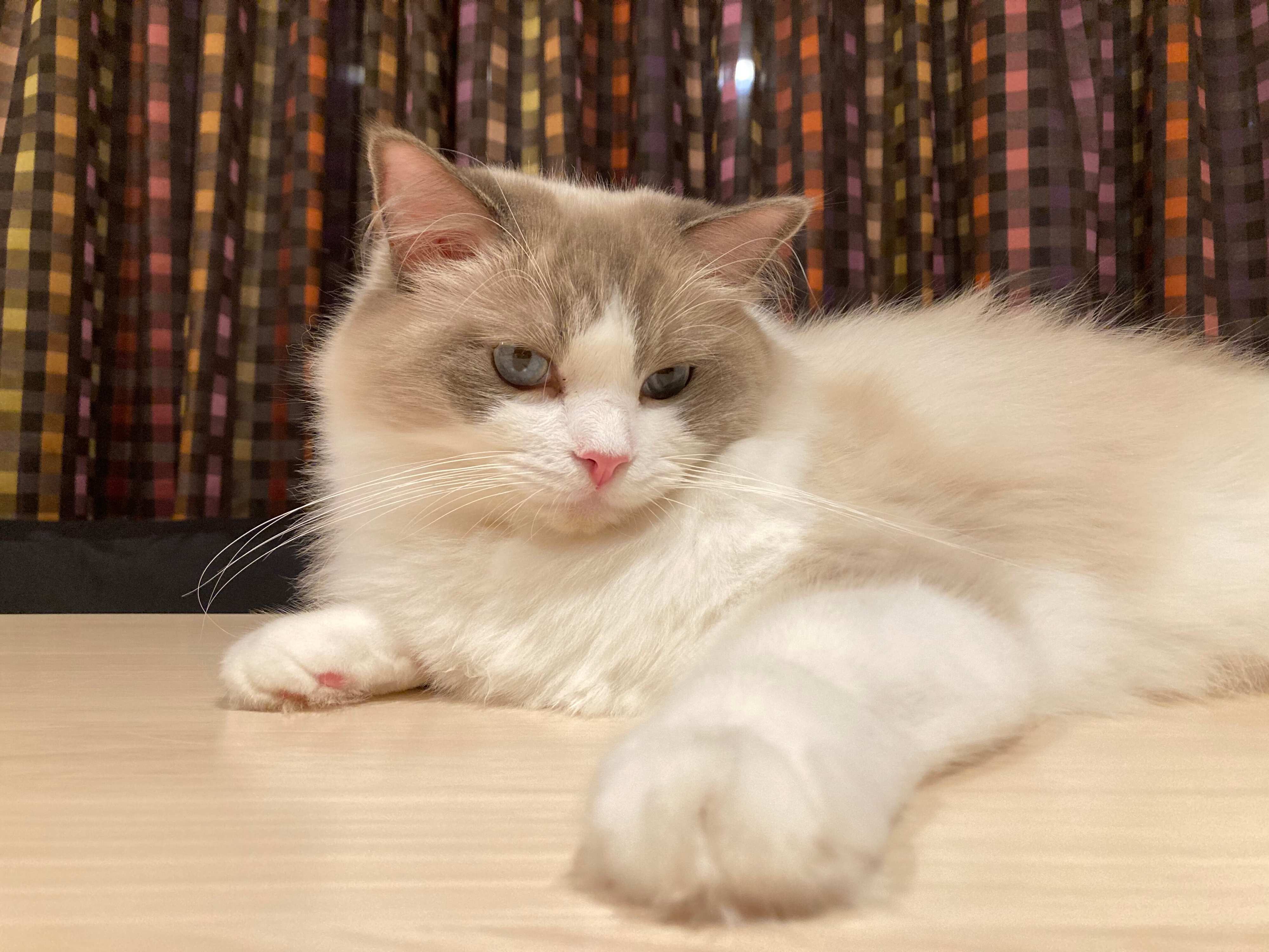 飼い主を見るラグドール