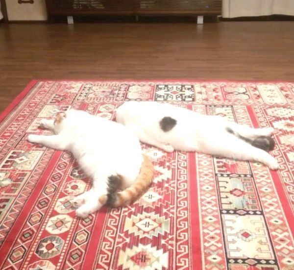 ぐーたらするスコティッシュフォールド