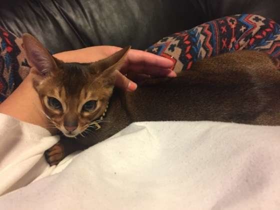 シンバくん　アビシニアン