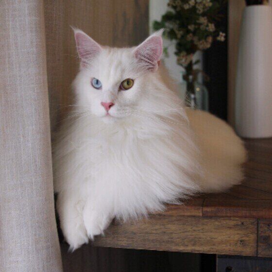 メインクーンのククルくん