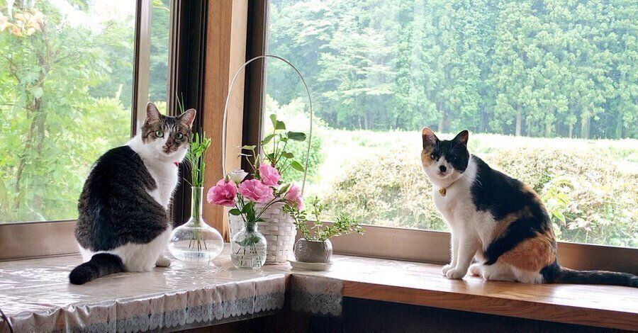 窓辺に立つまめちゃんとこむぎちゃん