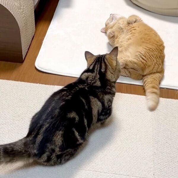 寝転がるプリンくんと飛びかかろうとするメルくん