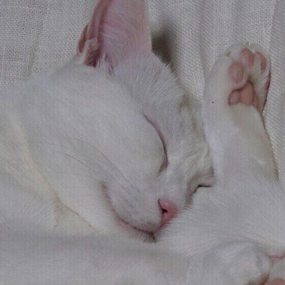 白猫のととちゃん