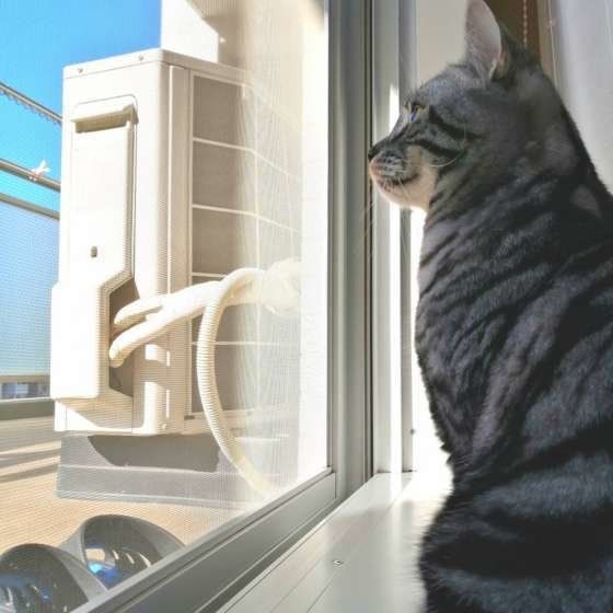 そらくん  アメリカンショートヘア