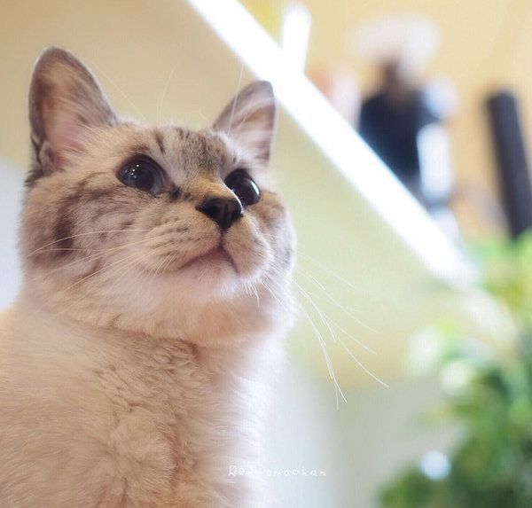 先代猫のバニラくん