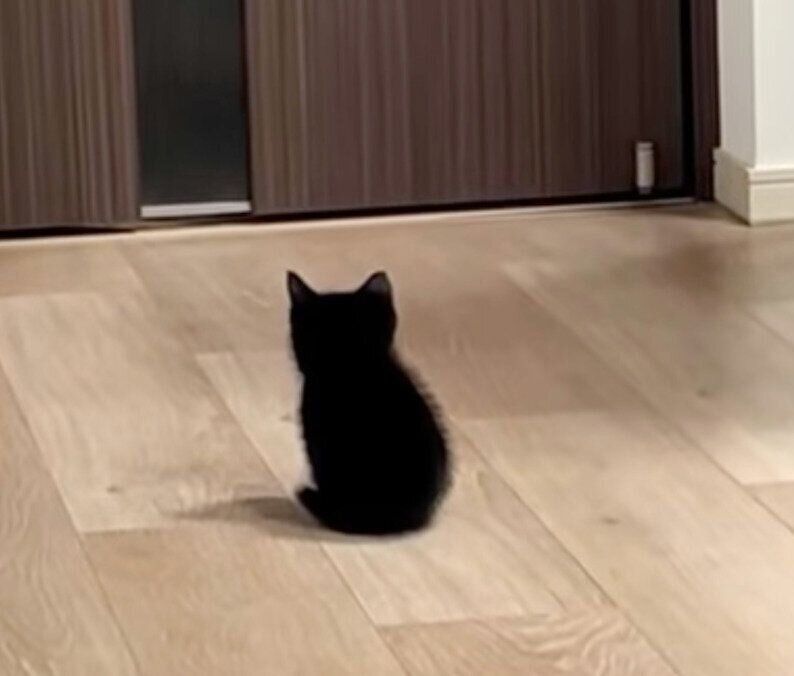 ドアの前にちょこんと座るクロちゃん