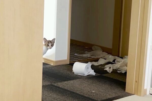 トイレットペーパーを散らかすはんみちゃん