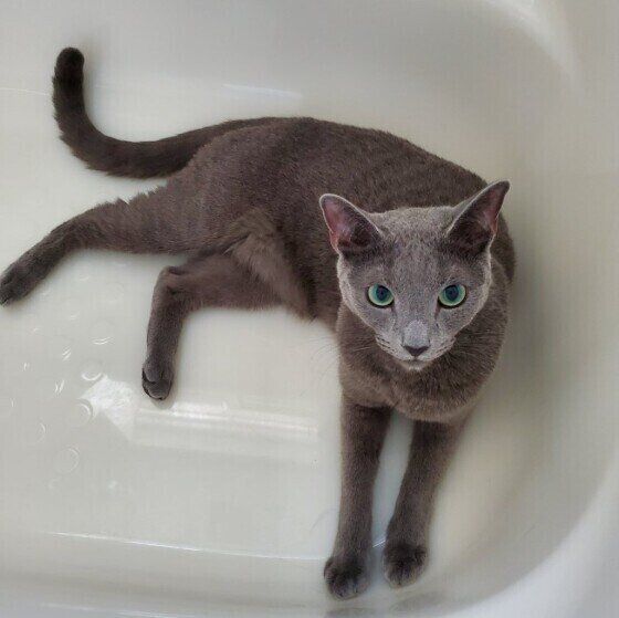 ロシアンブルーのレグルスちゃん