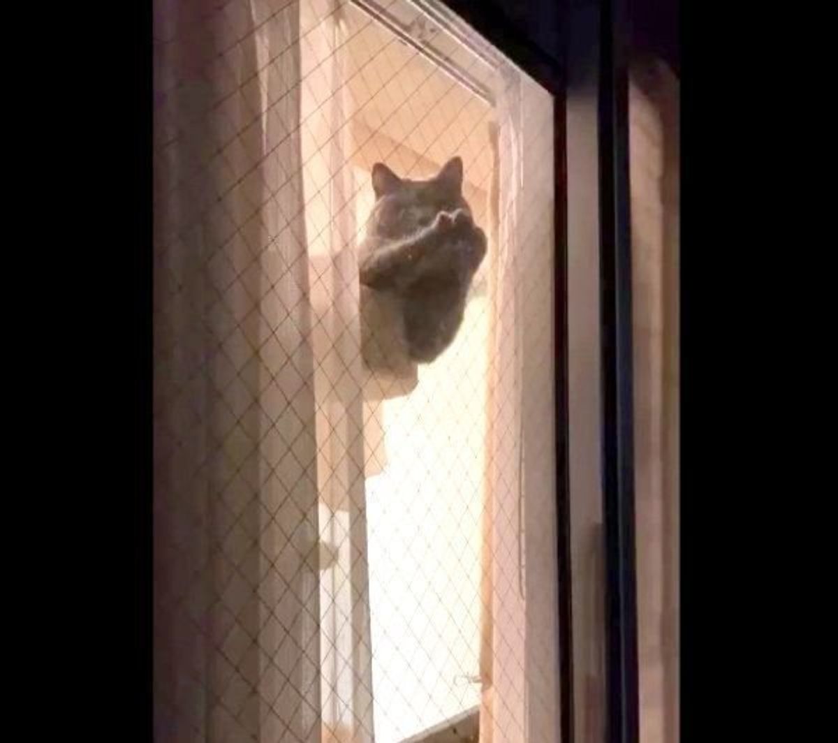 こんなん笑うわ 窓際で謎の動きをする猫の姿がシュールすぎる ねこのきもちweb Magazine こんなん笑うわ 窓際で謎の動きをする猫の姿がシュールすぎる ねこのきもちweb Magazine