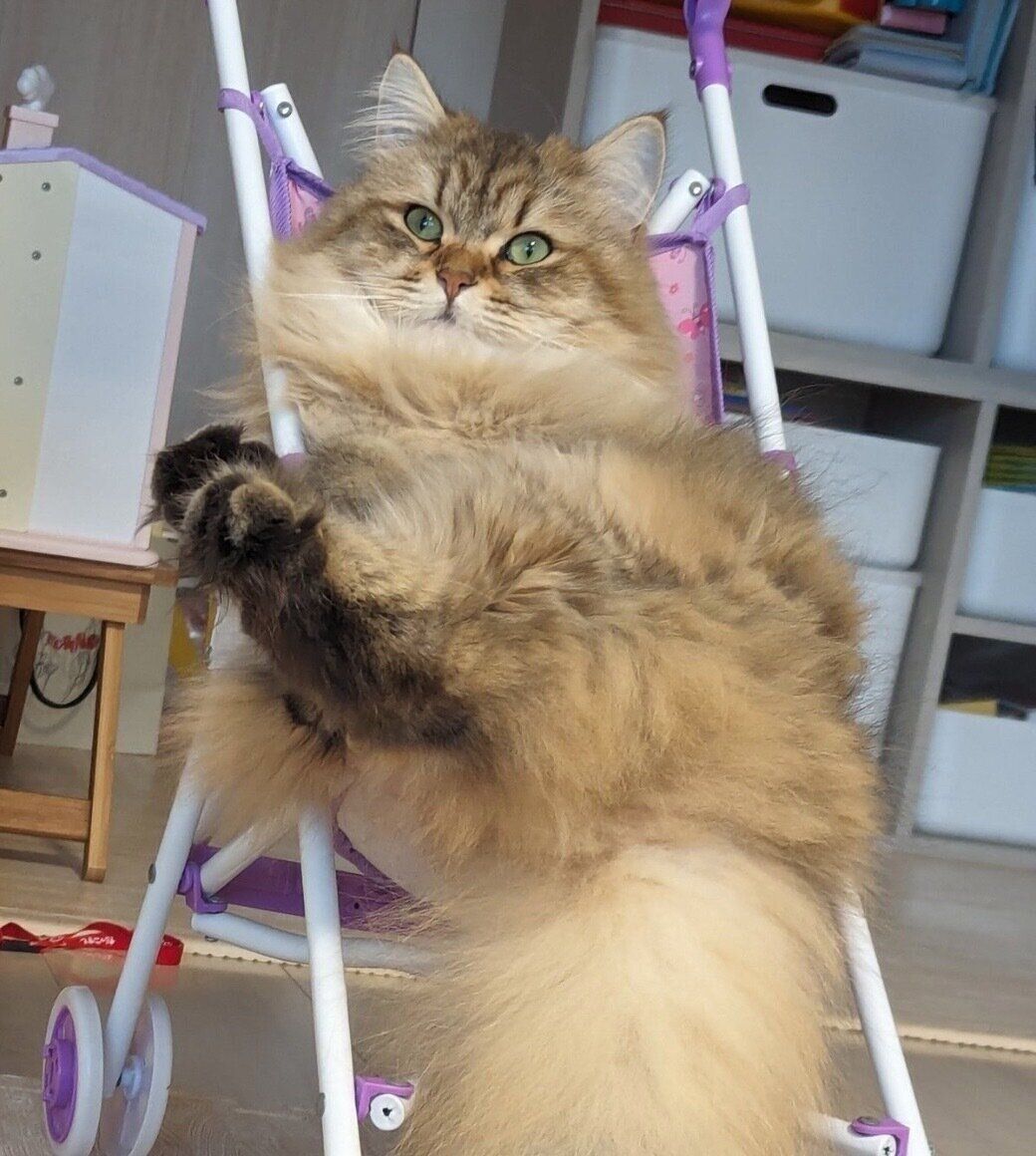 まったりするちまきちゃん