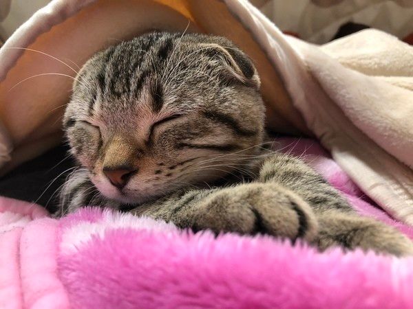 手を前に出して寝ているスコティッシュフォールド