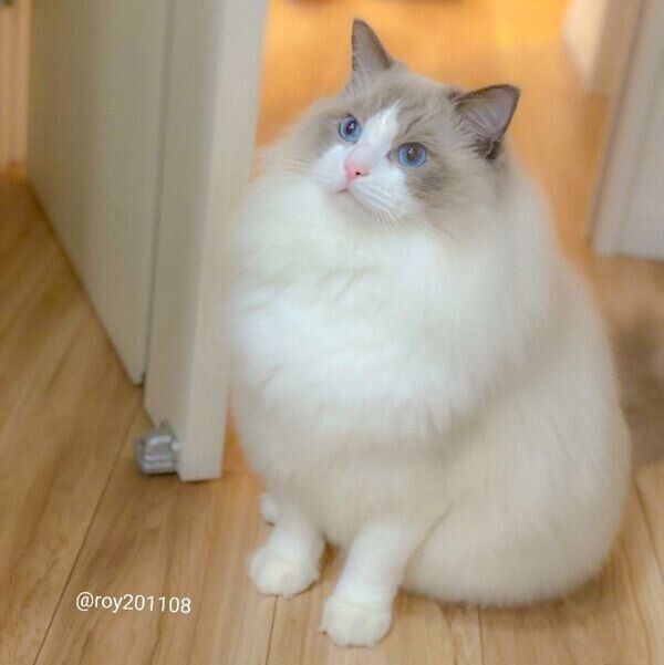 なにかを見つめるロイちゃん