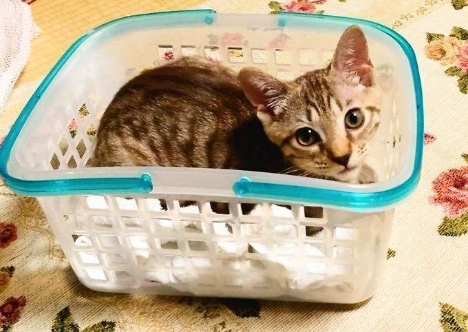 かごの中に入っている子猫