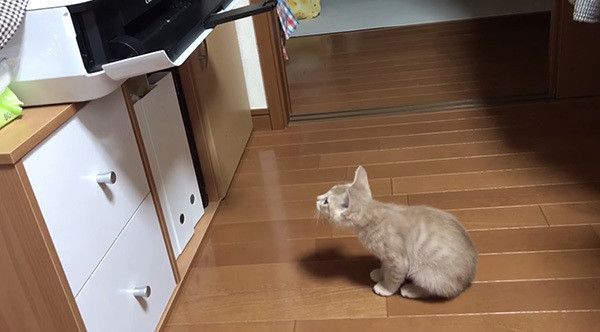 プリンターを見る猫