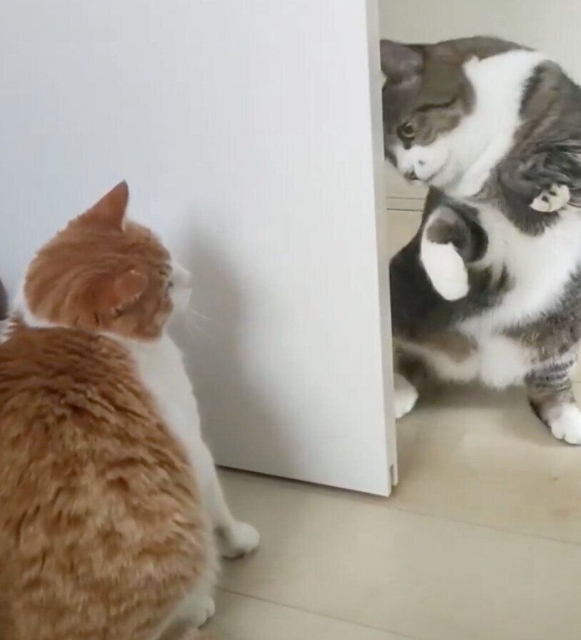 不審な動きをするまめたろくんと、困惑するチョロすけくん