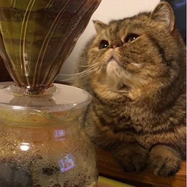 コーヒーの番猫