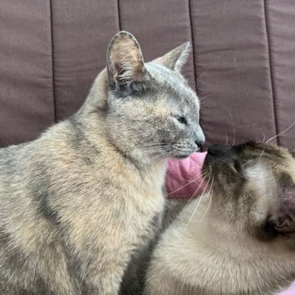 猫の 鼻チュー ってなに その理由と 可愛い画像をご紹介 ねこのきもちweb Magazine 猫の 鼻チュー ってなに その理由と 可愛い画像をご紹介 ねこのきもちweb Magazine