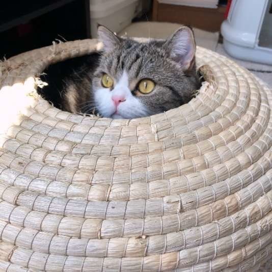 寝床から顔を出す猫