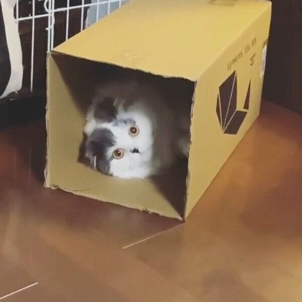 見つめるクロエくん