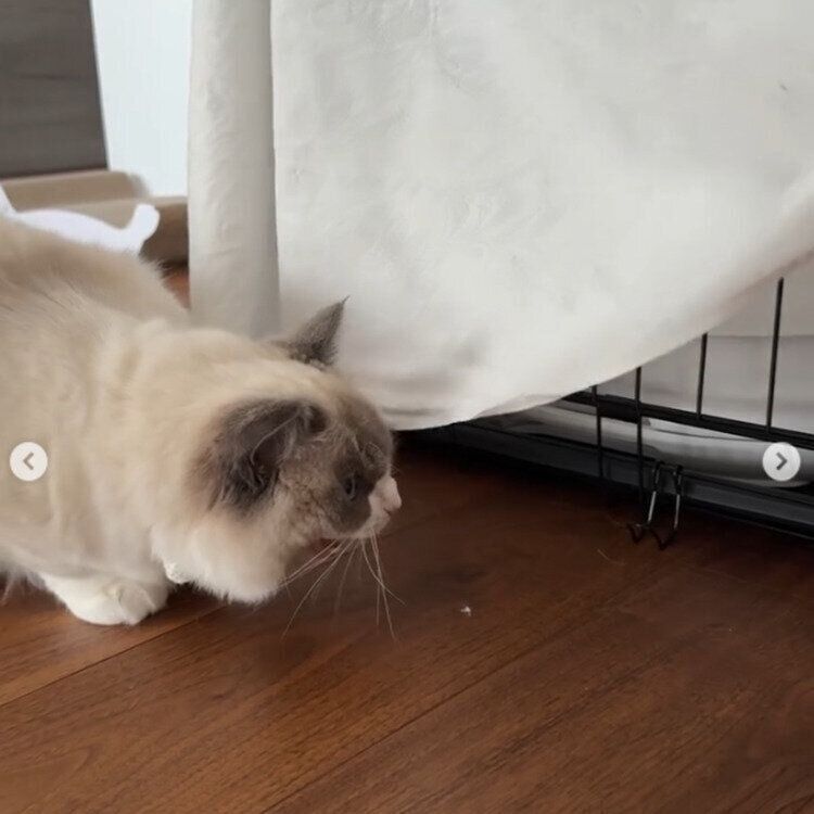 ちょびくんに威嚇をするエマちゃん